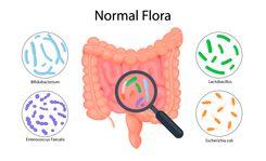 Ilustración esquema de la flora normal dentro de los intestinos